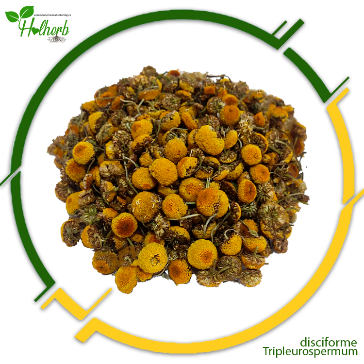 Tripleurospermum disciforme