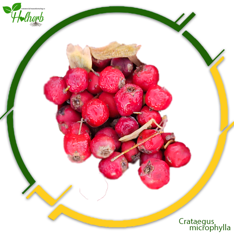 crataegus microphylla