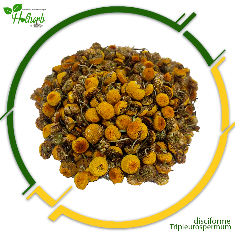 disciform tripleurospermum
