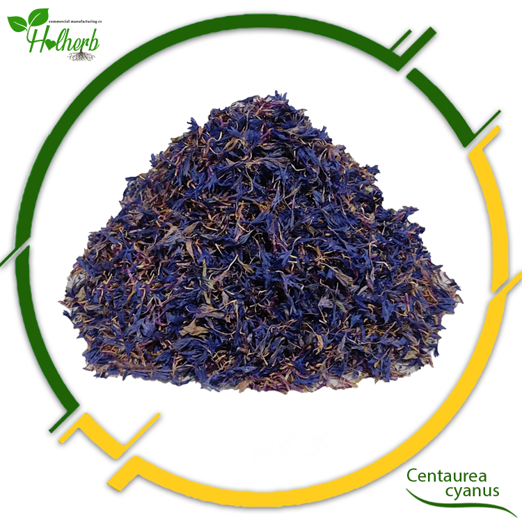 Centaurea Cyanus