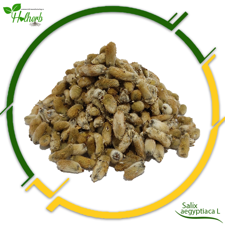 Salix aegyptiaca L