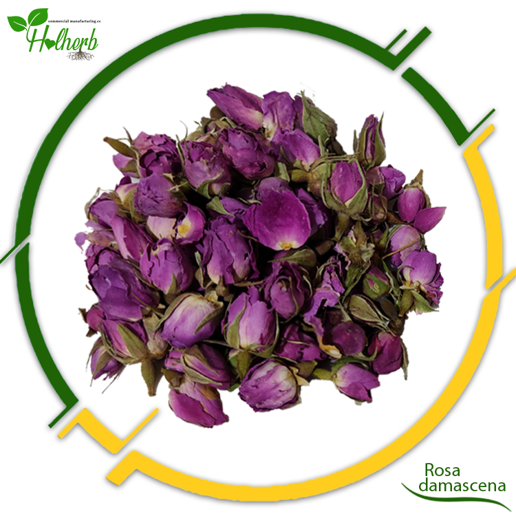 Rosa damascena