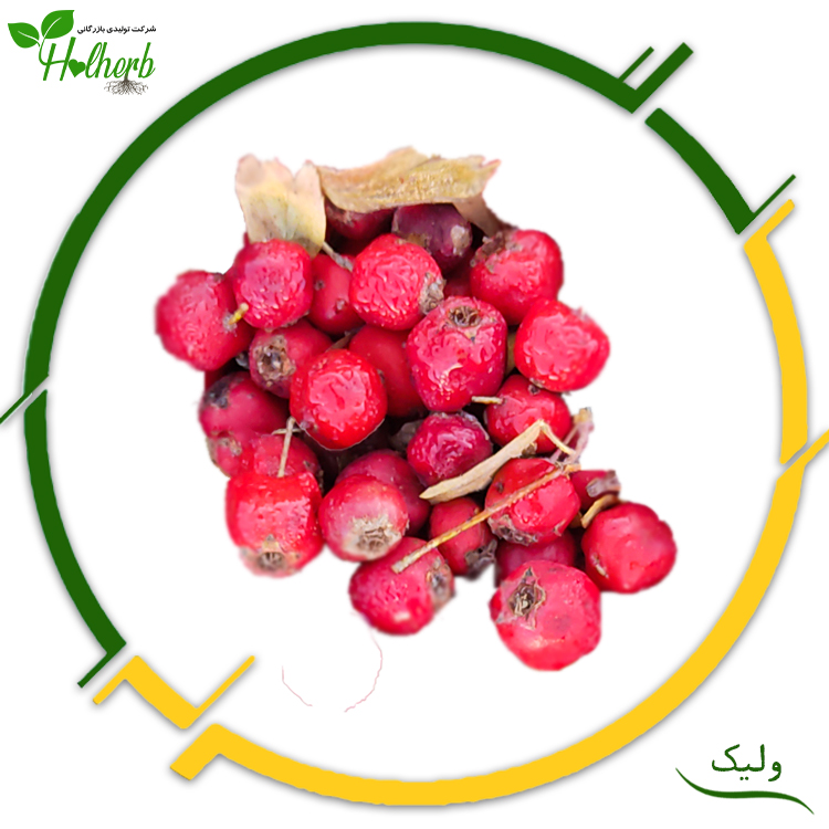 ولیک 