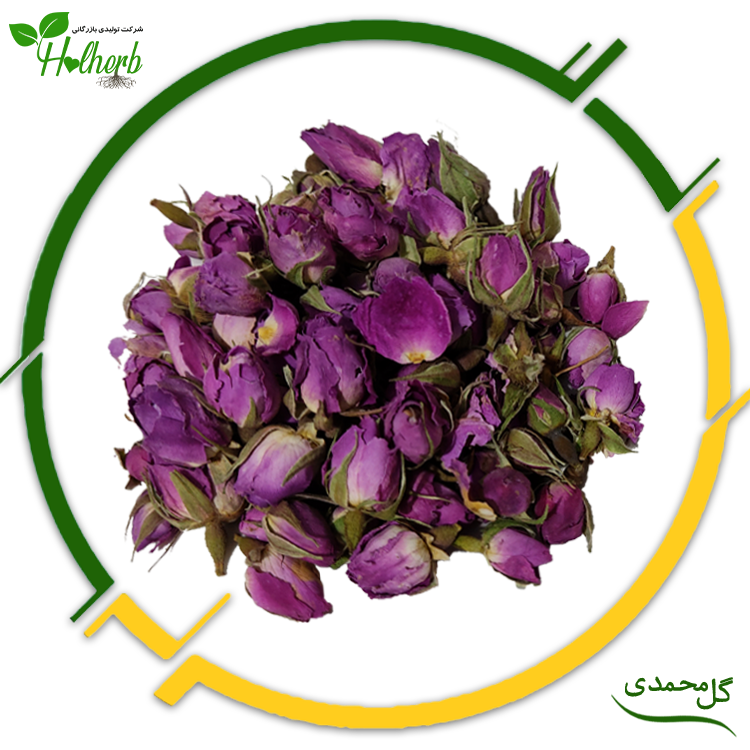 گل محمدی